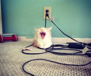 FunnyCatSite