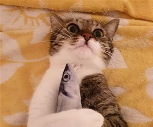 FunnyCatSite