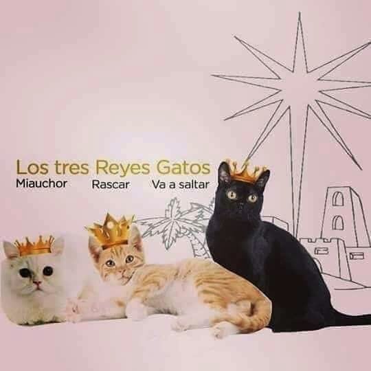 Humor gatuno…. Ajjajajajajjajajajajajaj !!!! #