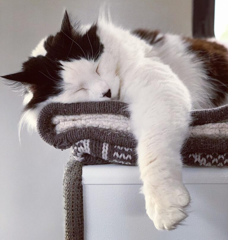 I can intimidate you with my big cat mitt even while I sleep.