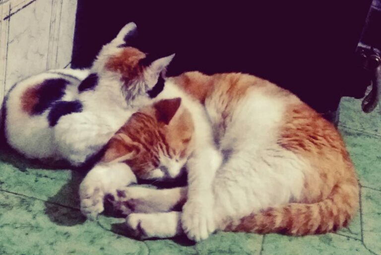 I  non sono dei semplici animali domestici, ma dei veri e propri