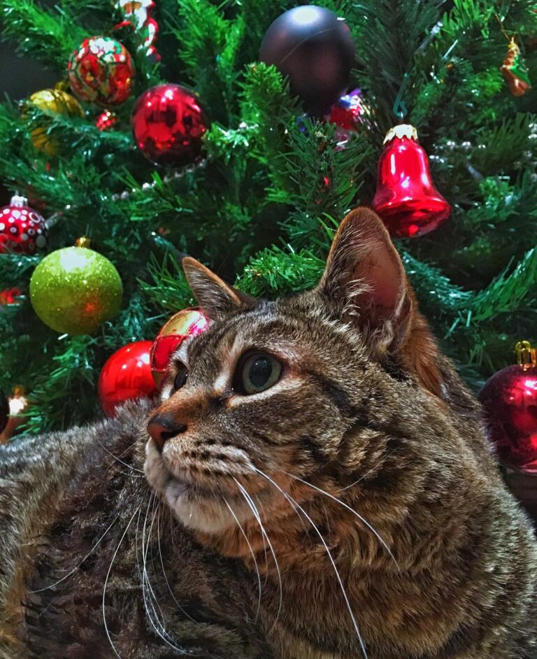 I had taken this foto just before he decided to destroy the Christmas