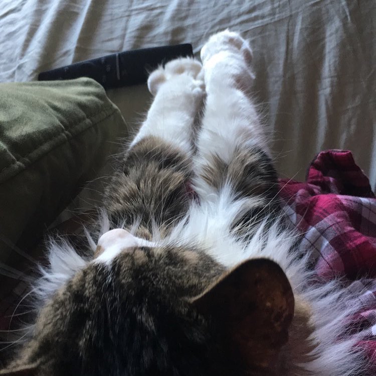I like to sit on human but hang my feet off humans lap.