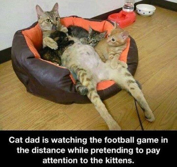I love cats? I don’t understand why people don’t (unless you’re