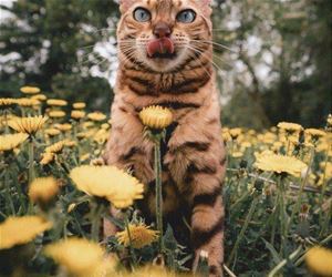 FunnyCatSite