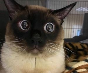 FunnyCatSite