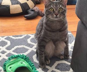 FunnyCatSite