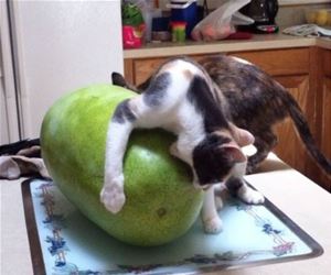 FunnyCatSite