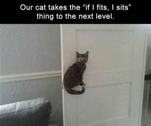 FunnyCatSite