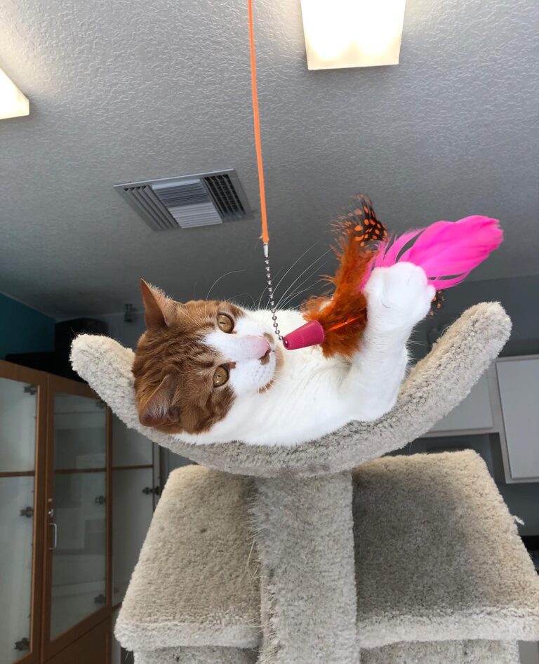 It’s Caturday! Twix and Judas are enjoying playing on the cat tree