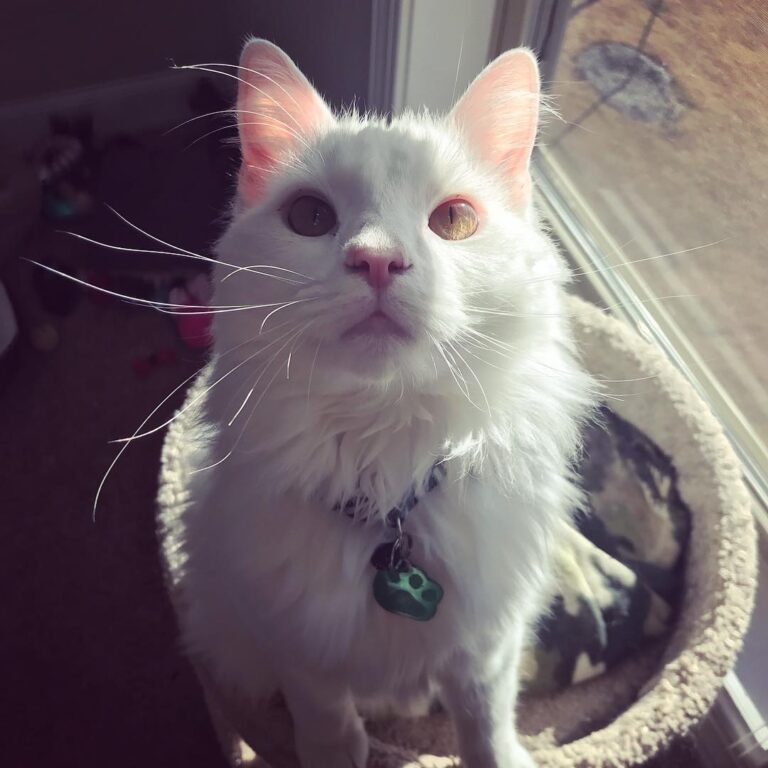 It’s a nice day to be a cat
