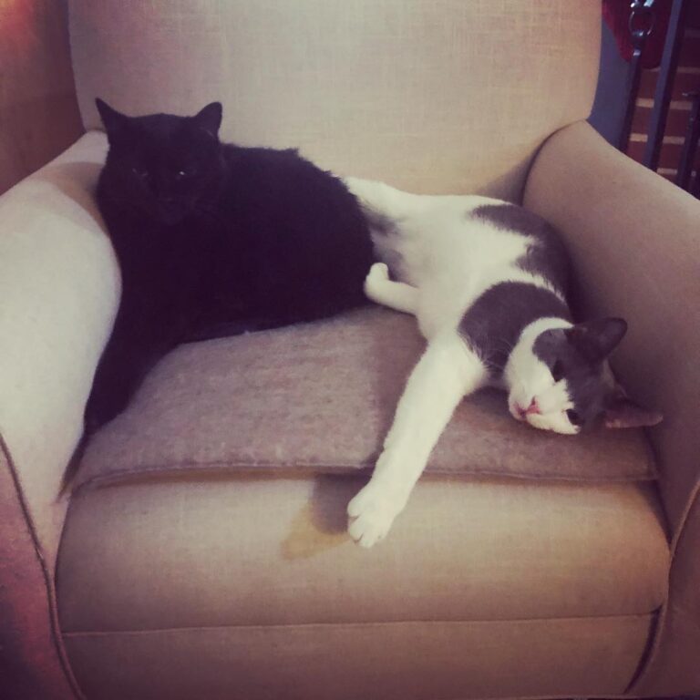 It’s interesting to watch their socialization. Strider chooses to be