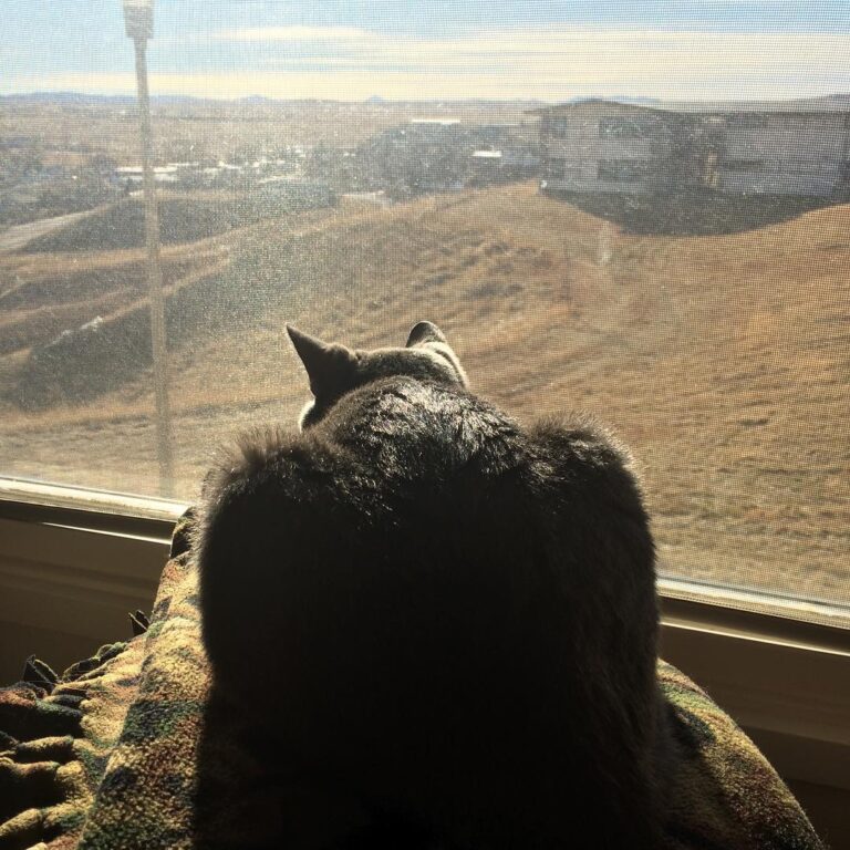 It’s no Alaska, but at least the bipedal servants have provided me