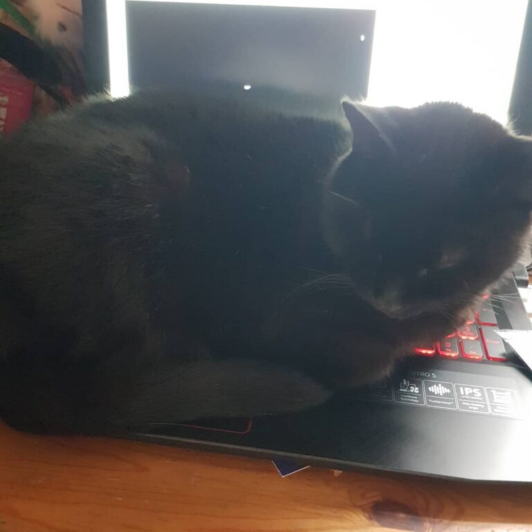 I’ve never had my cat sleep on my laptop. Got a new laptop. And now
