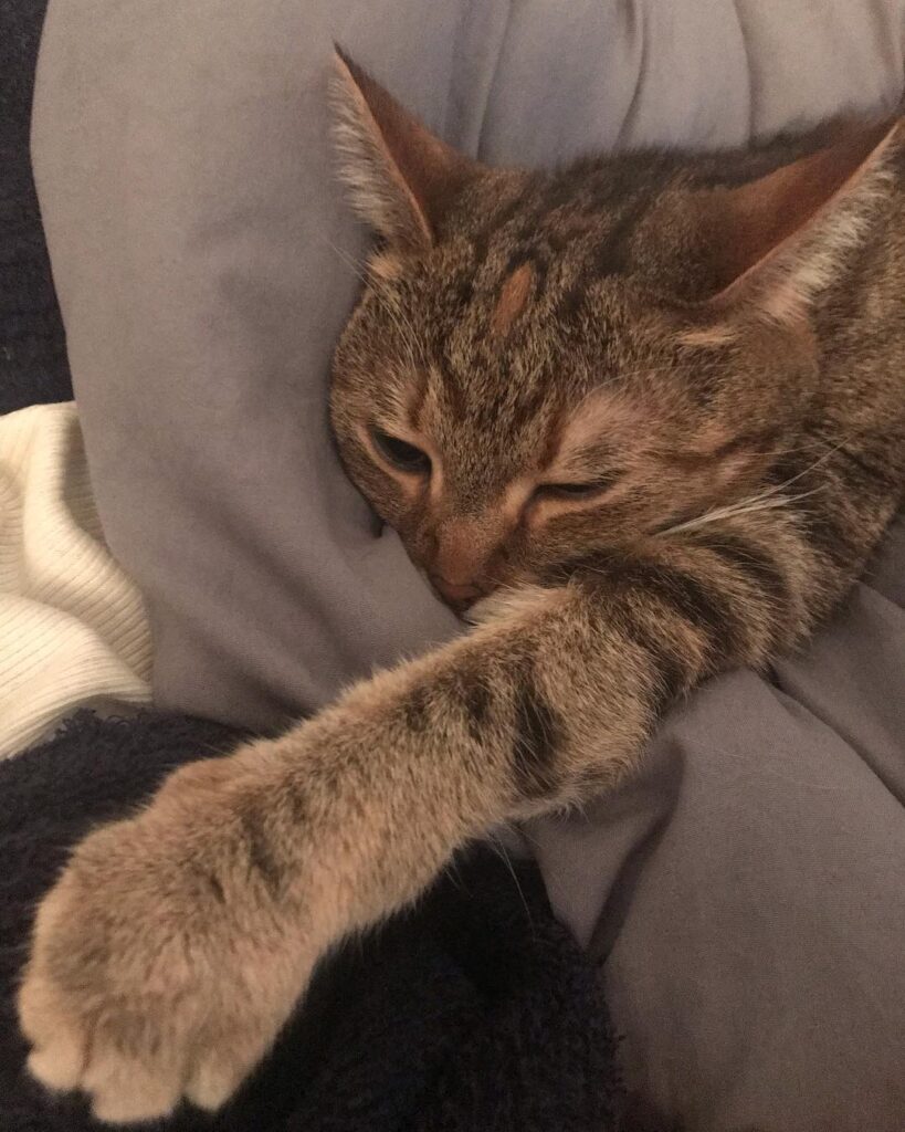 Cute Cat Moment