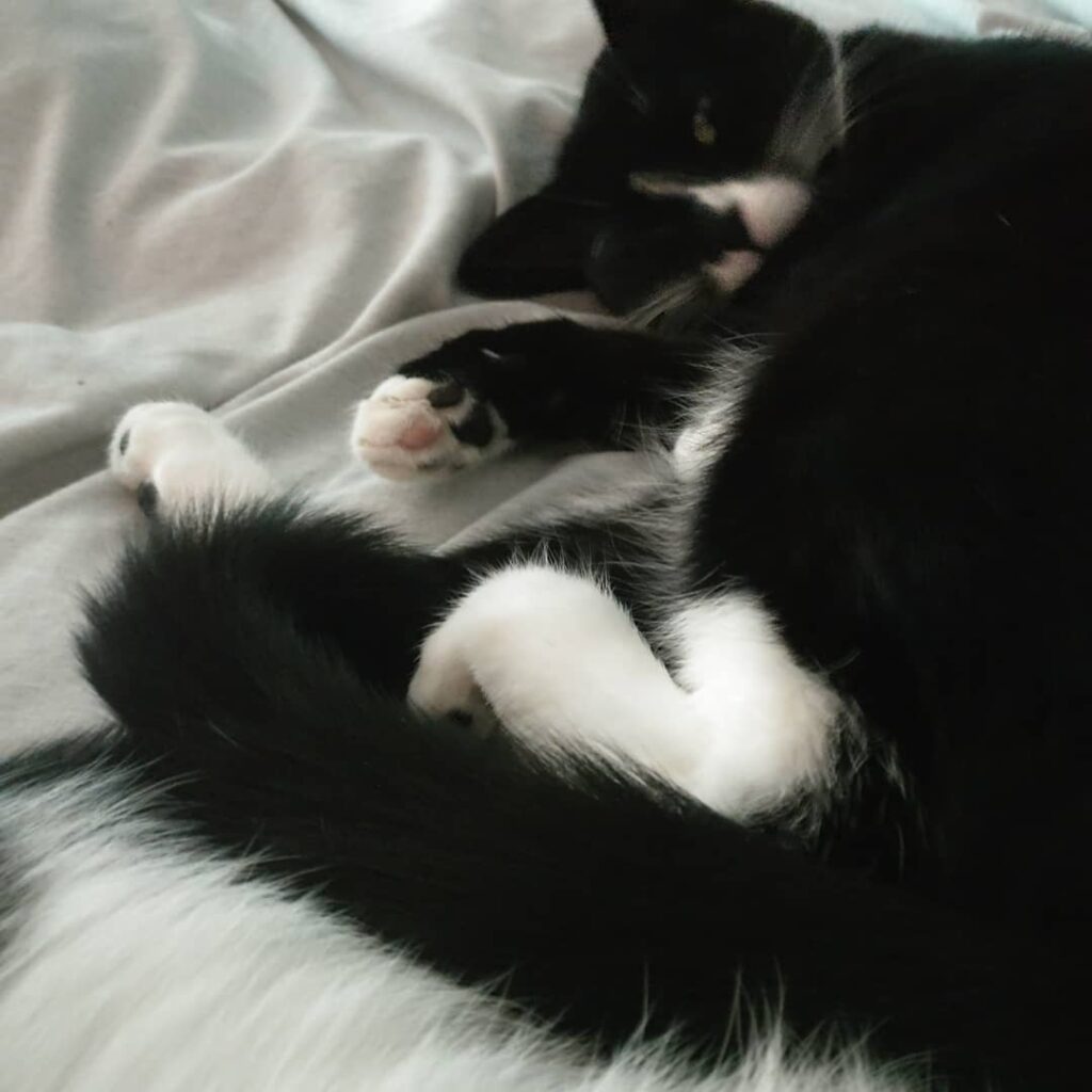 Little kitten beans!