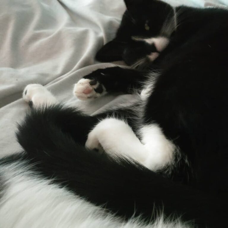 Little kitten beans!