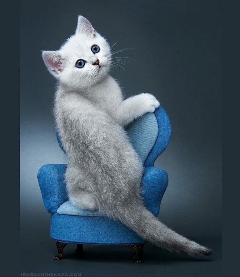 Little kitten. British breed. Rare coloring – a silvery shinshilla.