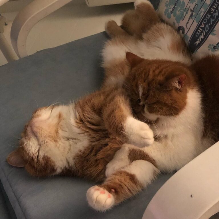 Love story ünü
