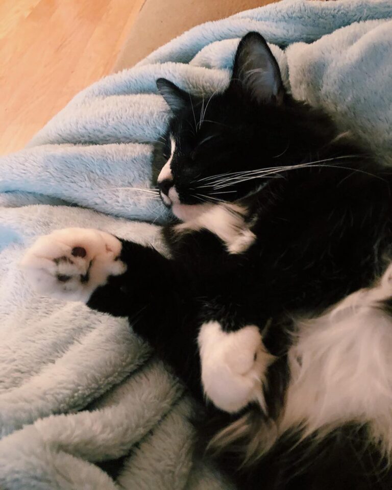 Luna is to be home