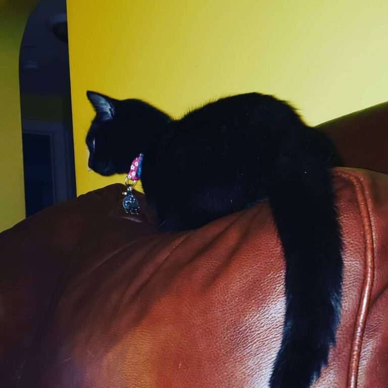 Meows it going? . . . . . . .