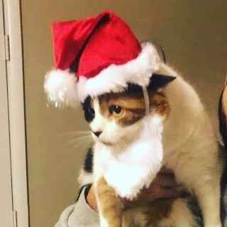 Meowy Christmas