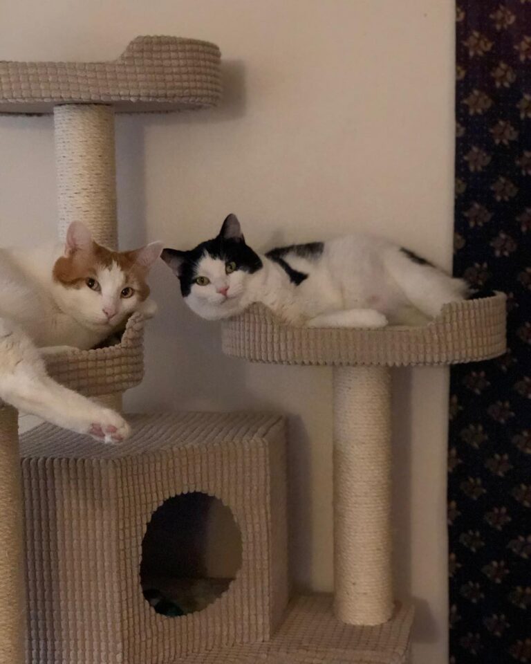 Mew and Sylvestre enjoying their new kitty palace and Onyx just posing