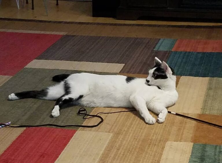 Miss Kitty waiting for someone to play stick with her! She usually