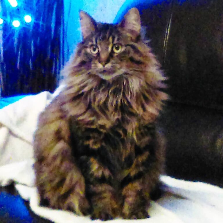 Missing this little fluff ball today. Not having a pet anymore feels