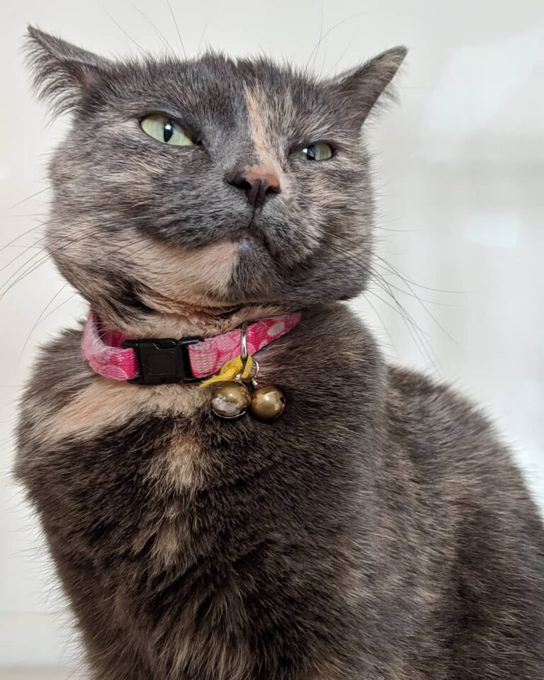 Mochi can be weird but that’s why I love her.