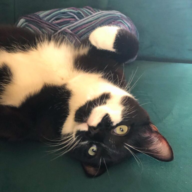Mom, want to play a game? It’s called I get belly rubs and you