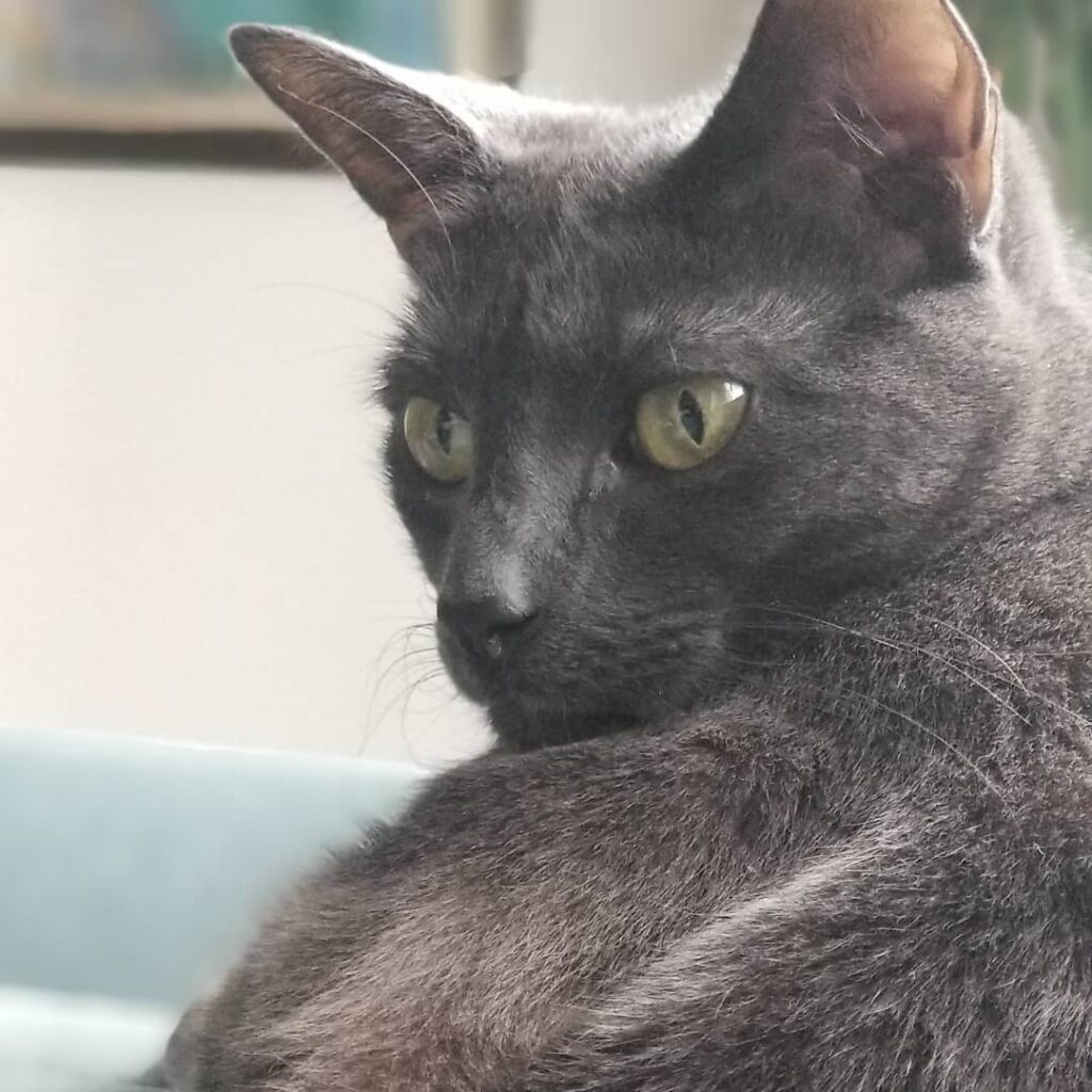 Mr. Grey is enjoying a grey day in NYC . . . . . . . . . .