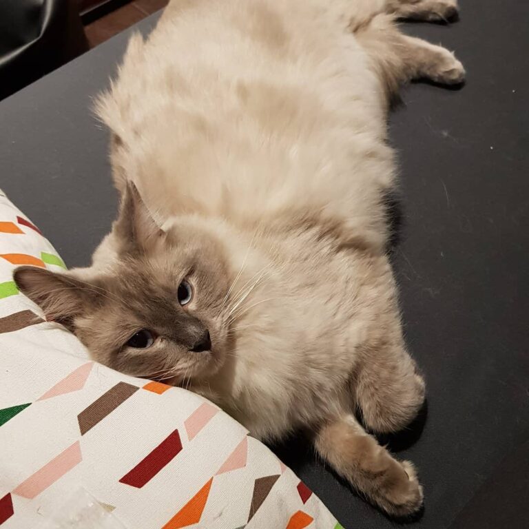 Mummy, stop bothering me! I am taking my 10th nap of the day