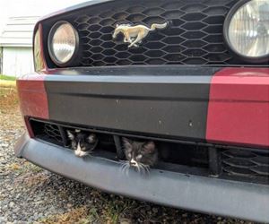 FunnyCatSite