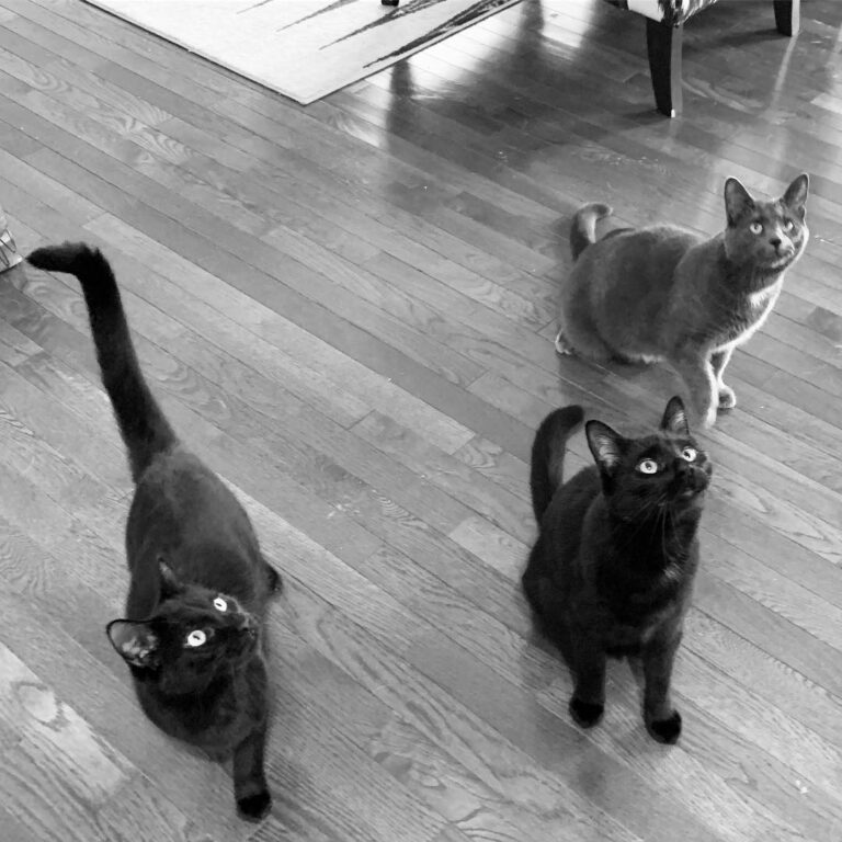 My cats get new treats while I’m trying to eat a spinach salad