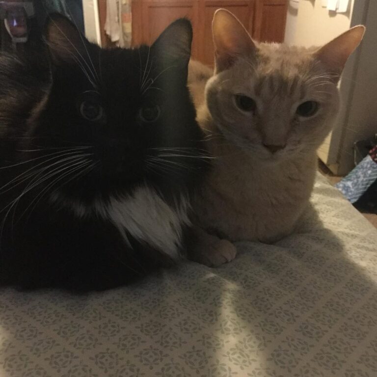 My children. Also known as the most pure beings in the universe.