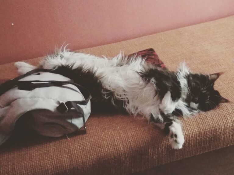 My little kitty sleepin on her back. soo cuuuuute