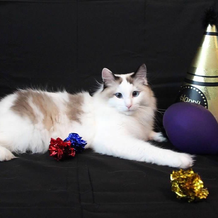 My meowmy did a calendar photo shoot of me so every month I will post