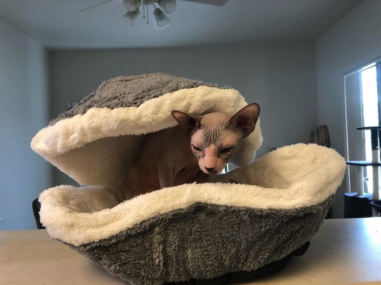 My new bed came in the mail all janky and wouldn’t flatten out right.