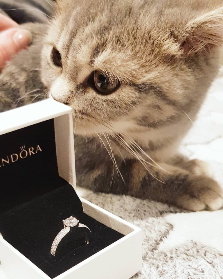 My owners are engaged!!