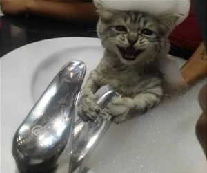 FunnyCatSite