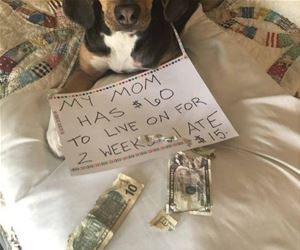 FunnyCatSite