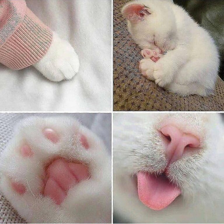 Name this cat? ~*~*~*~*~*~*~*~*~*~*~*~*~*~