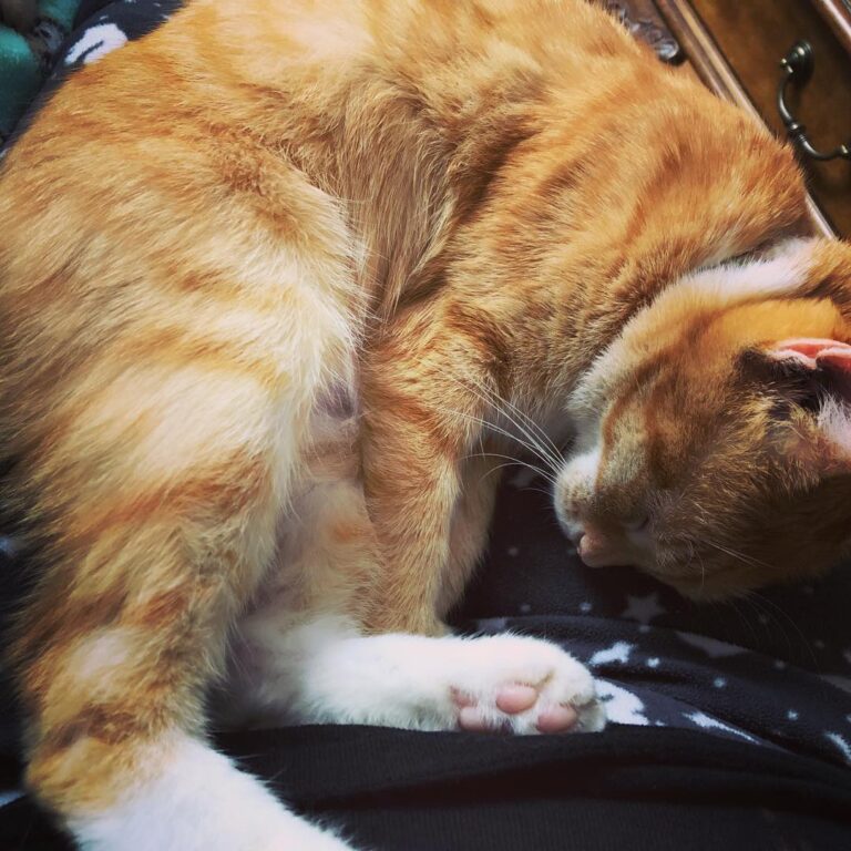 Nap time on my lap time.