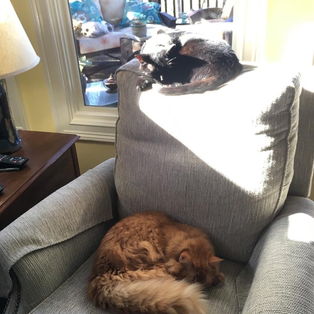 Napping in the sunshine