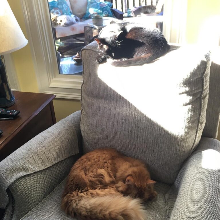 Napping in the sunshine