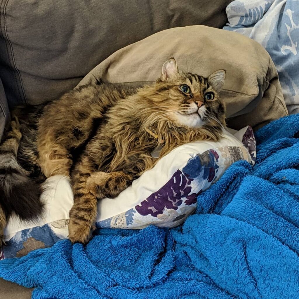 Newton being his fluffy self.