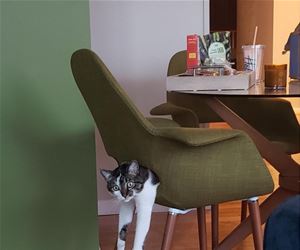 FunnyCatSite