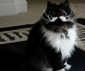 FunnyCatSite