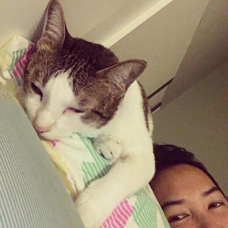 Night night #แมว #ทาสแมว #고양이 #貓